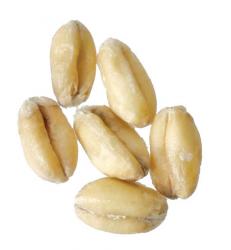 White Wheat 5 lb